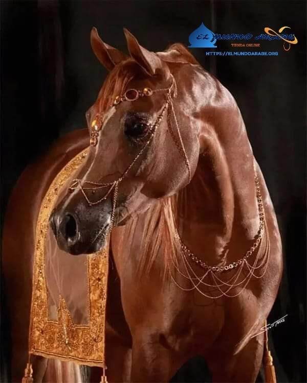 El origen del caballo árabe - A origem do cavalo árabe