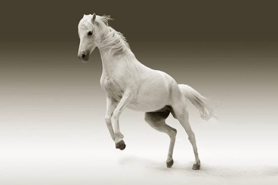 Caballos Árabes de Raza Pura - cavalos árabes - Purebred Arabian Horses