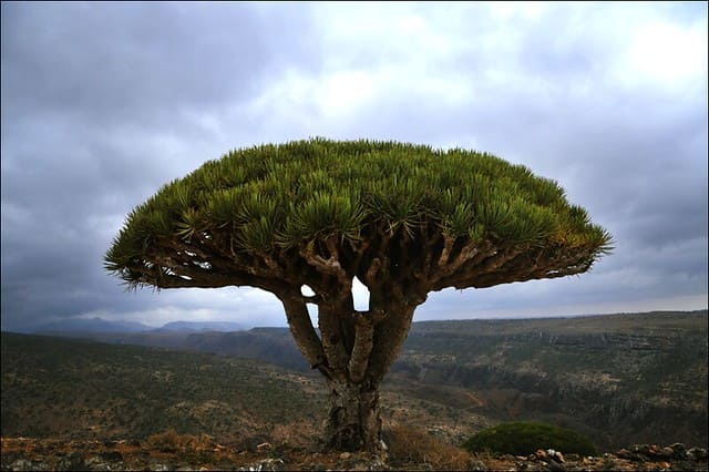 YeLA ISLA DE SOCOTRA ~ Yemenmen