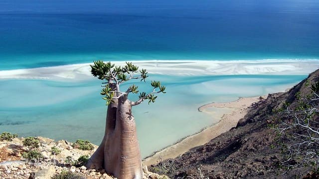 LA ISLA DE SOCOTRA ~ Yemen