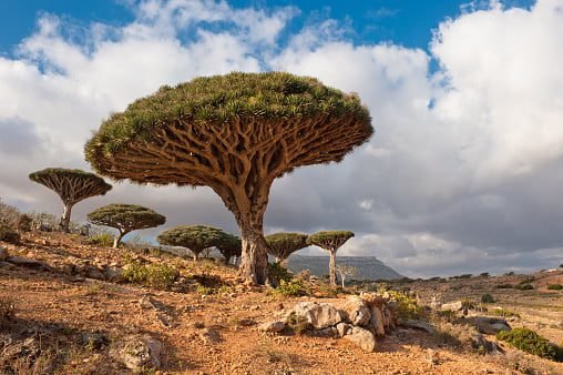 LA ISLA DE SOCOTRA ~ Yemen
